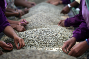 Associação quer café de Timor como património protegido da UNESCO